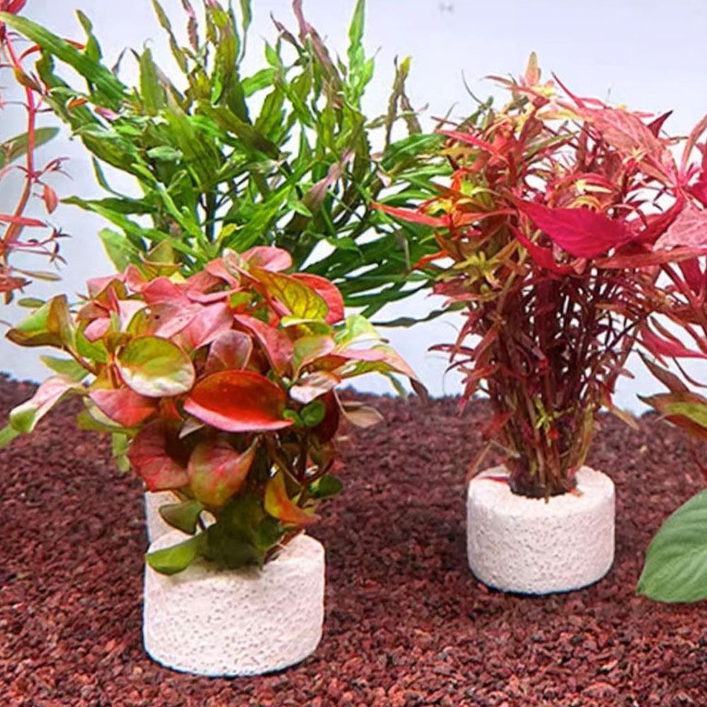 Planted Aquarium Pictures - Lot de 10 anneaux lestés pour