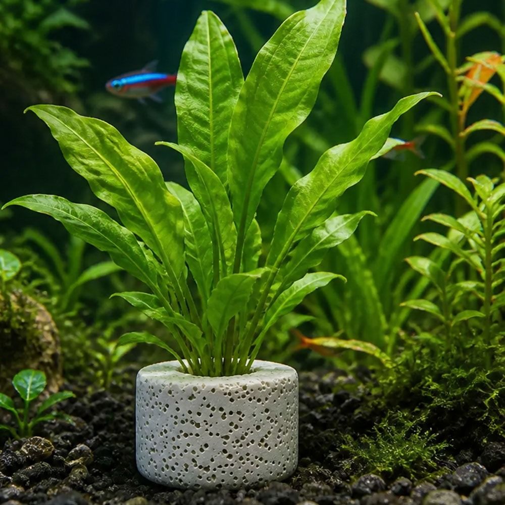 Planted Aquarium Pictures - Lot de 10 anneaux lestés pour