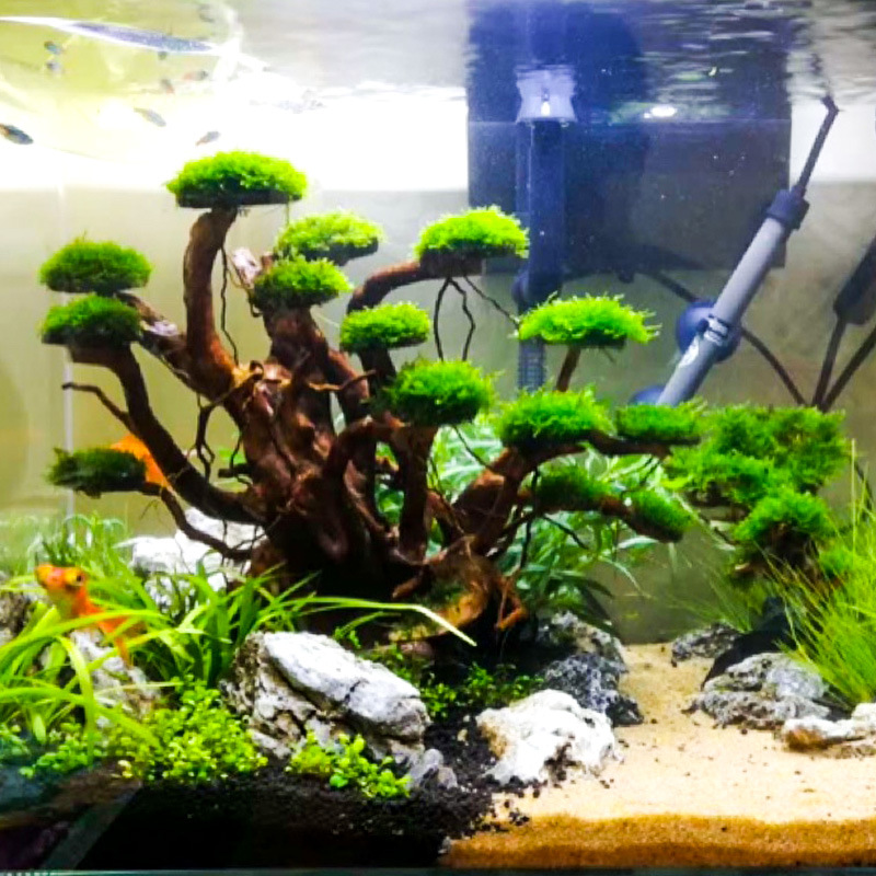 Aquarium Planted Wood - Décoration aquascaping : Ornement en bois