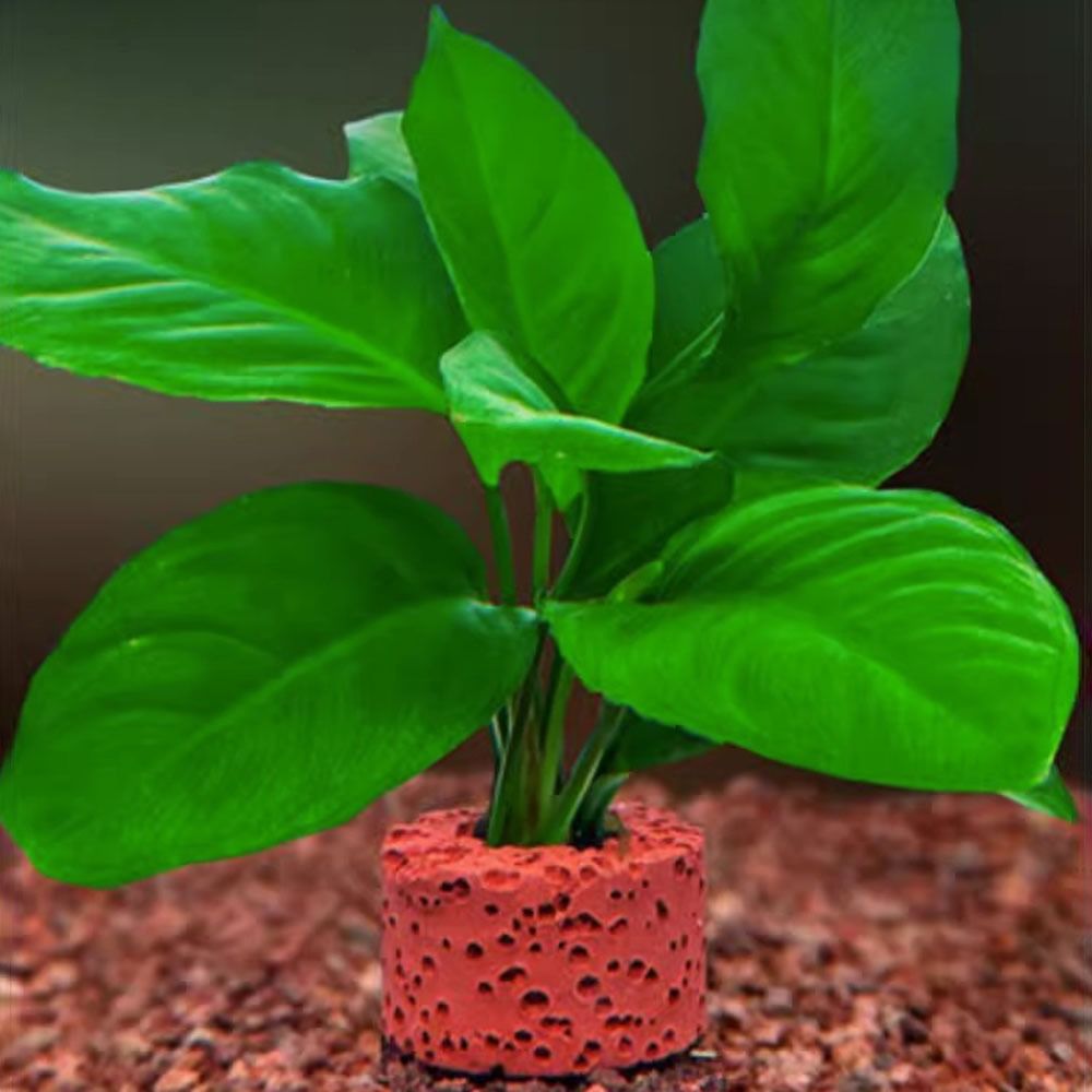 Lot de 10 anneaux lestés pour  - Planted Aquarium Pictures avis et prix