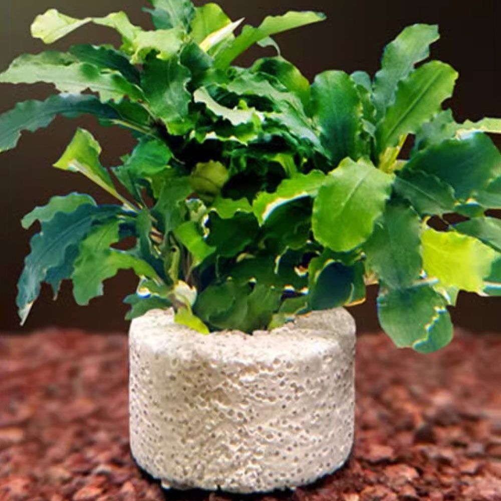Lot de 10 anneaux lestés pour  - Planted Aquarium Pictures avis et prix