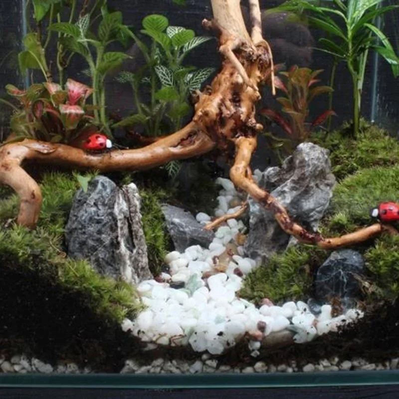 Tronc d'Arbre Naturel en Bois  - Aquarium Planted Wood avis et prix