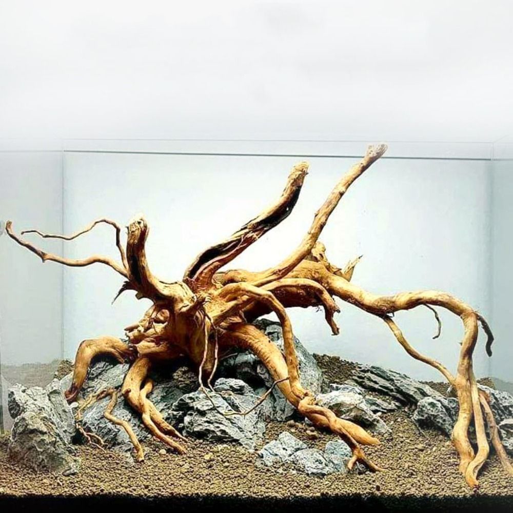 Bois flotté naturel de 20-25 c - Aquarium Planted Wood avis et prix