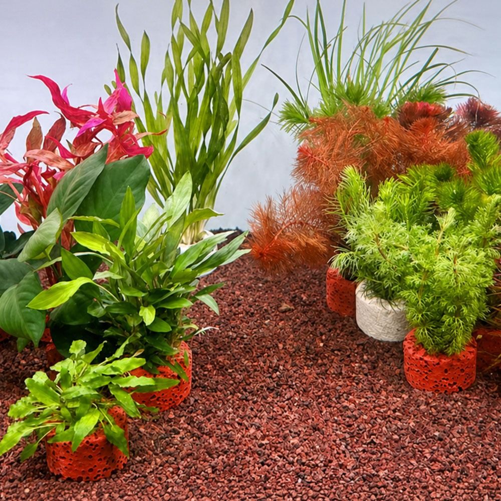 Lot de 10 anneaux lestés pour  - Planted Aquarium Pictures avis et prix