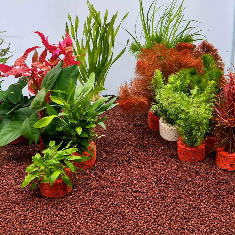 Lot de 10 anneaux lestés pour  - Planted Aquarium Pictures avis et prix